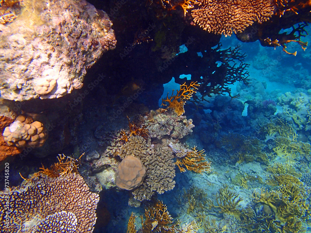 Fototapeta premium amazing red sea