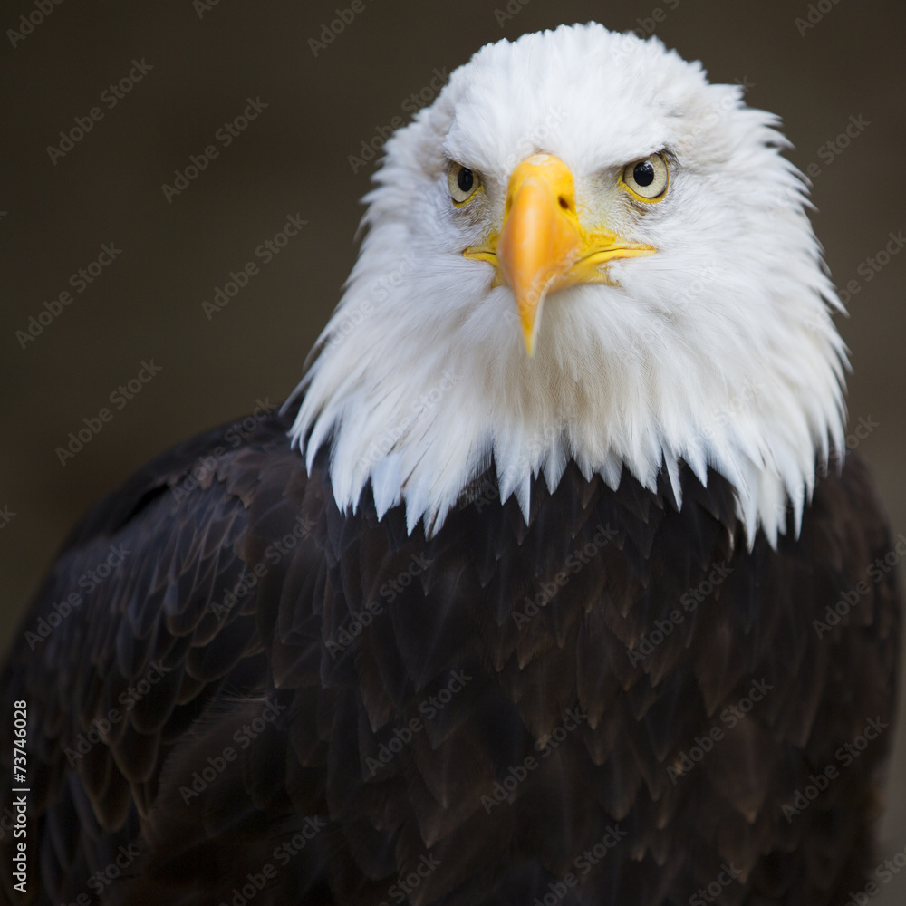 Fototapeta premium Bald headed eagle