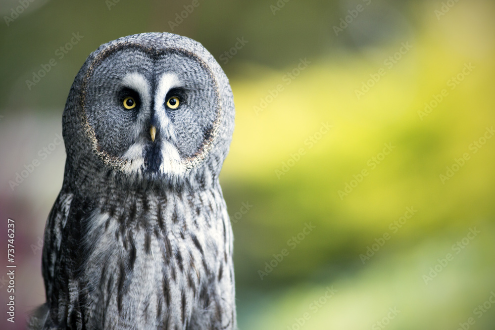 Obraz premium Great Grey Owl