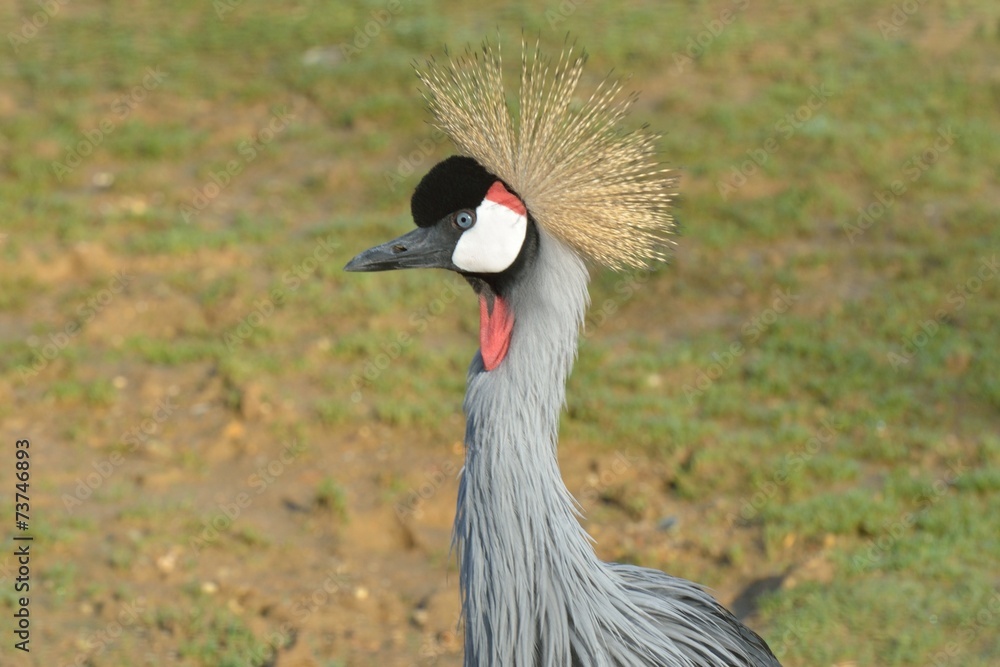 Fototapeta premium Head of Grey Crowned Crane
