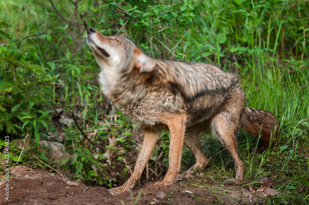 Coyote (Canis latrans) Shake