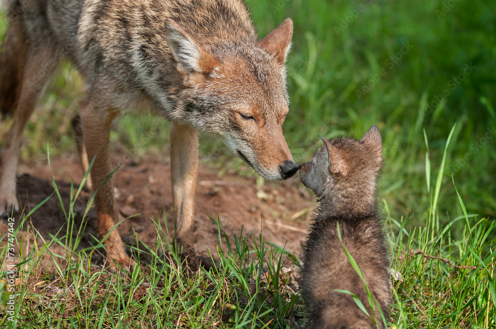 Coyote (Canis latrans) Nose Touch