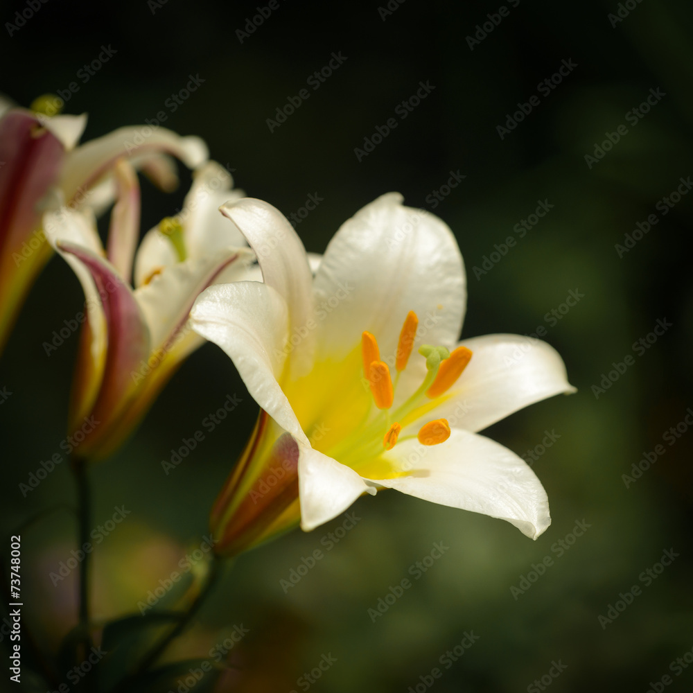 Fototapeta premium White lily flowers