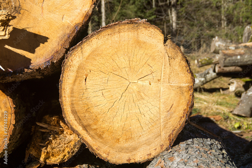 Naklejka premium Holzstämme