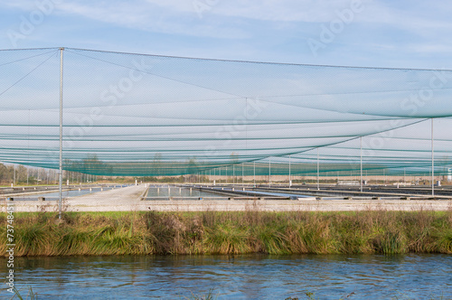 Breeding of fish farms,trout