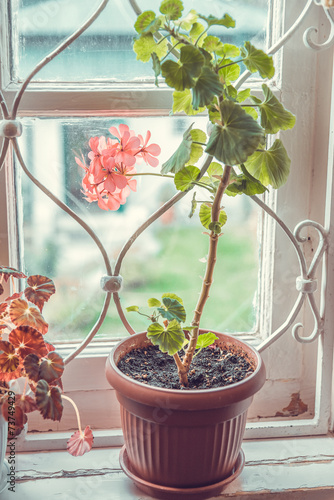 Fototapeta Naklejka Na Ścianę i Meble -  Geranium flowers