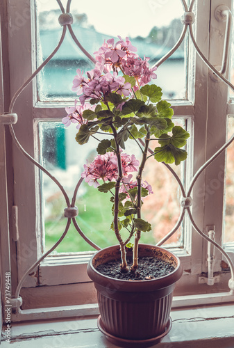 Fototapeta Naklejka Na Ścianę i Meble -  Geranium flowers