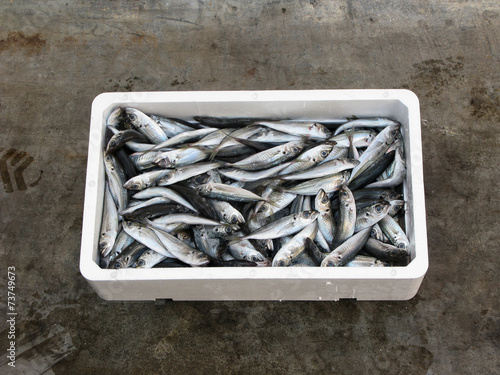 Fresh Mediterranean horse mackerel,