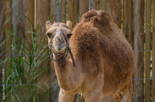 Dromedary Camel photo