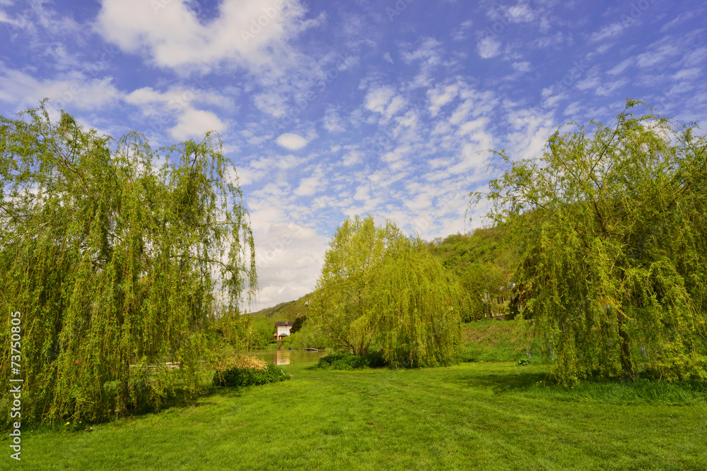 Les trois saules pleureurs à Vétheuil (95510), département du val-d'Oise en région Île-de-France, France Les trois saules pleureurs à Vétheuil (95510), département du val-d'Oise en région Île-de-France, France