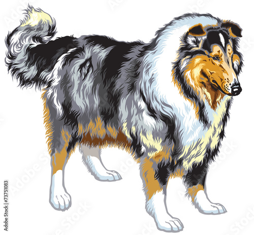 collie