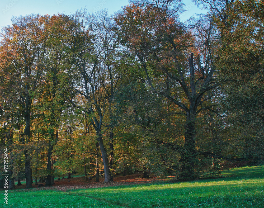 Naklejka premium Autumn park in last sunny day