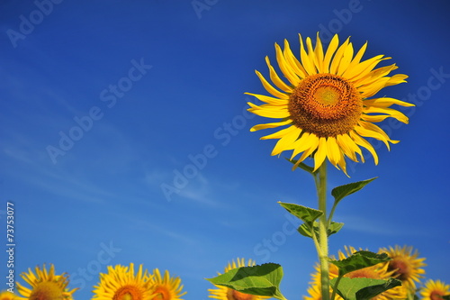 Sunflowers with Blue Sky Backgrounds 