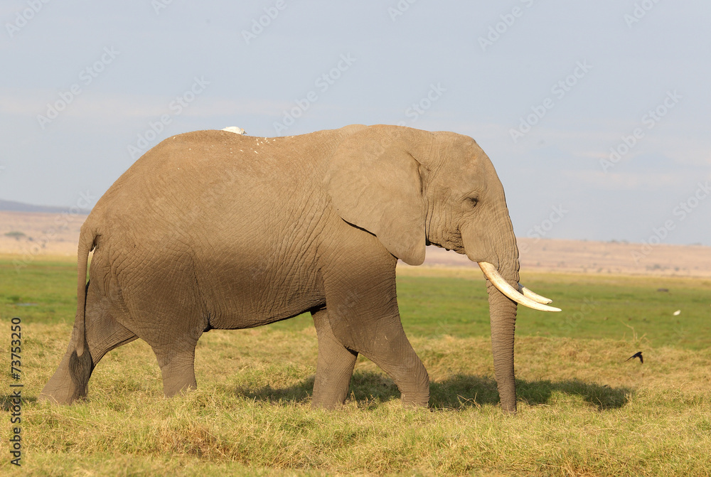 Fototapeta premium großer Elefant