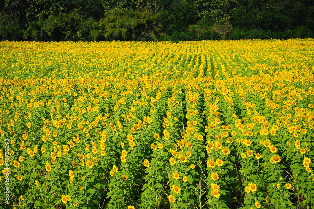 Yellow Sunflower Meadows