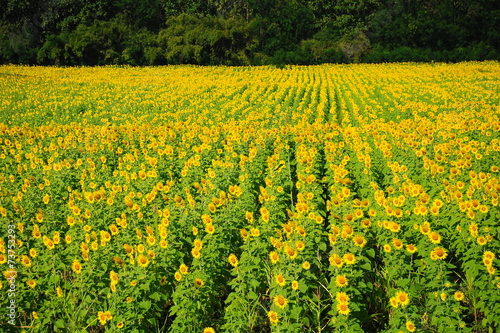 Yellow Sunflower Meadows