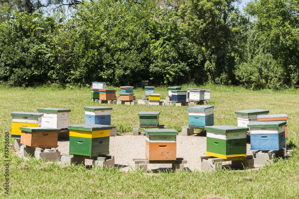 Apiary Apiary