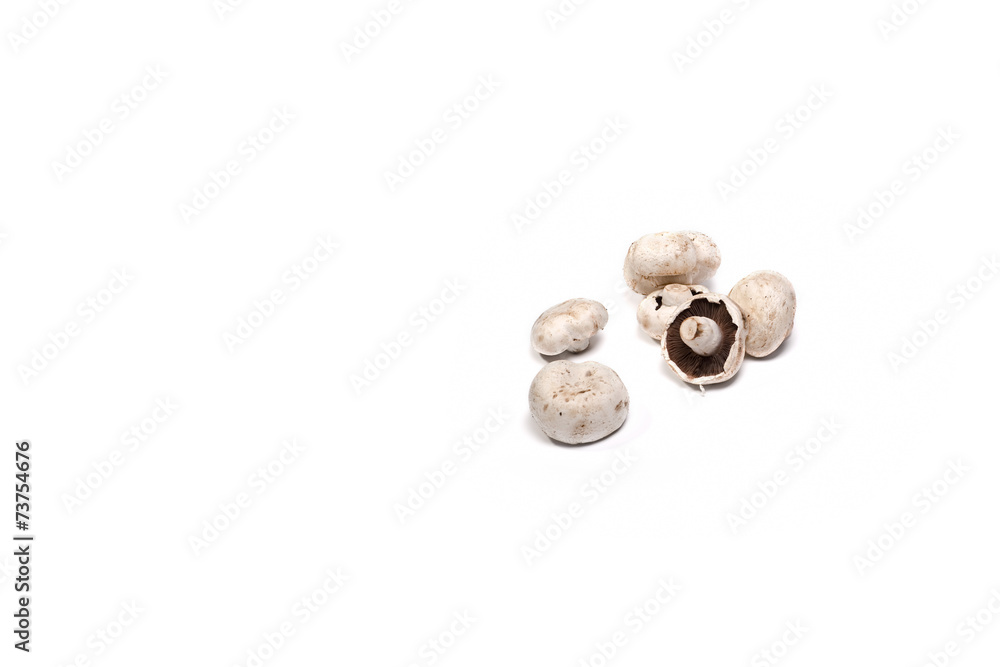 champignon on white champignon on white