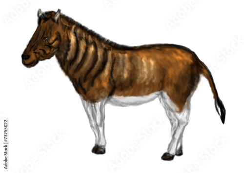 equus quagga quagga © arkela