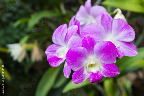 Beautiful purple orchid flower on tree.