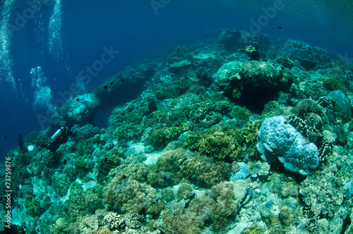 Fototapeta Naklejka Na Ścianę i Meble -  Diver and mushroom leather corals in Banda, Indonesia underwater