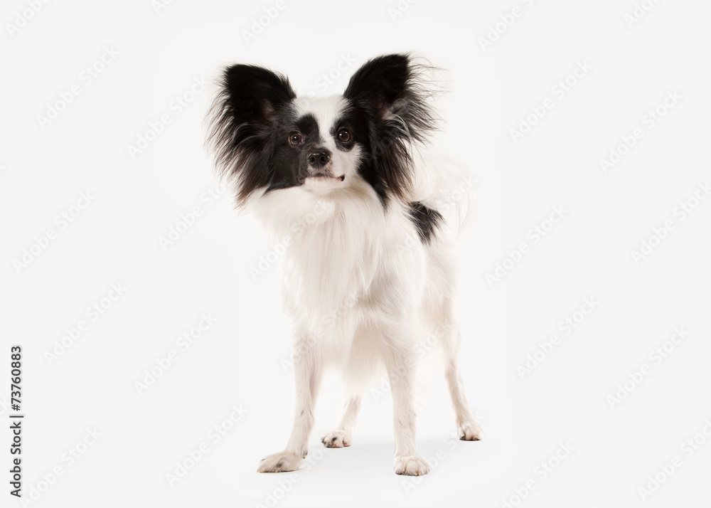 Dog. Papillon puppy on a white background