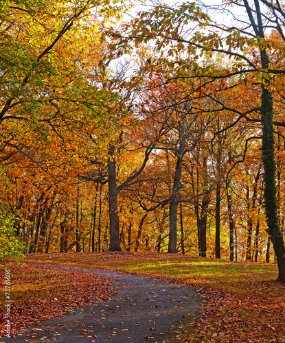 A bike trail along deciduous trees in autumn.