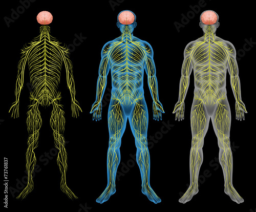 The nervous system