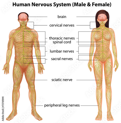Human nervous system