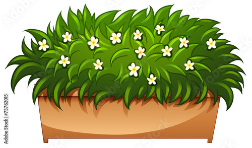 A flowering houseplant