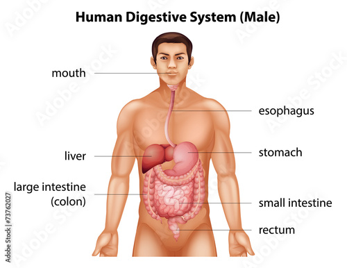 Human digestive system