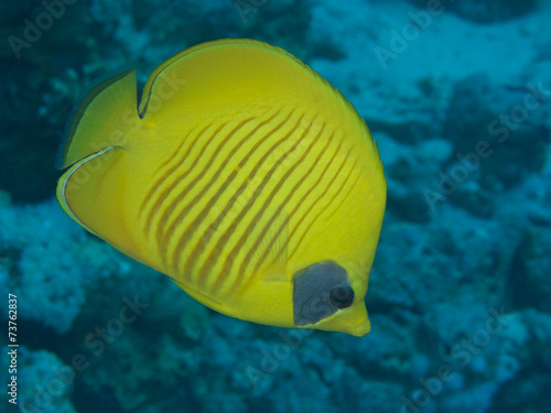 Coral fish Mascked butterflyfish