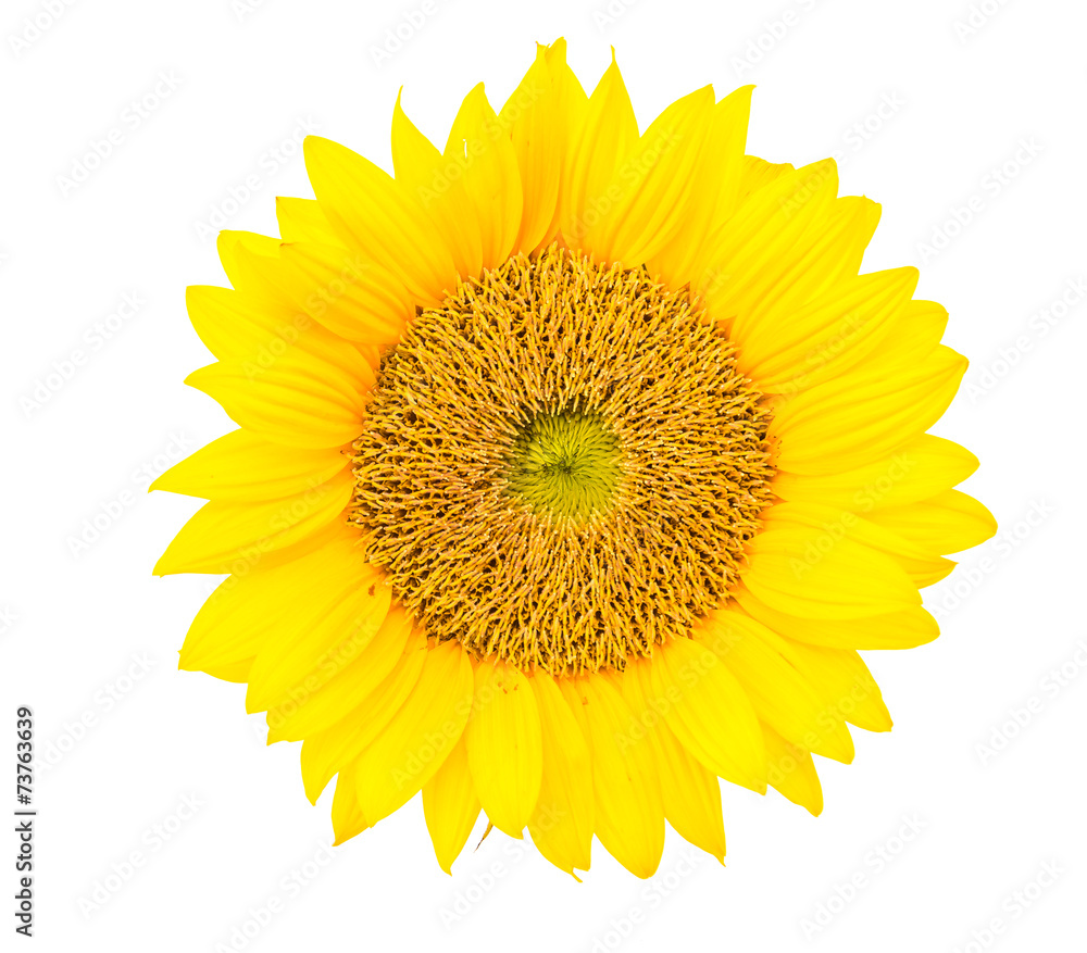 Obraz premium Sunflowers