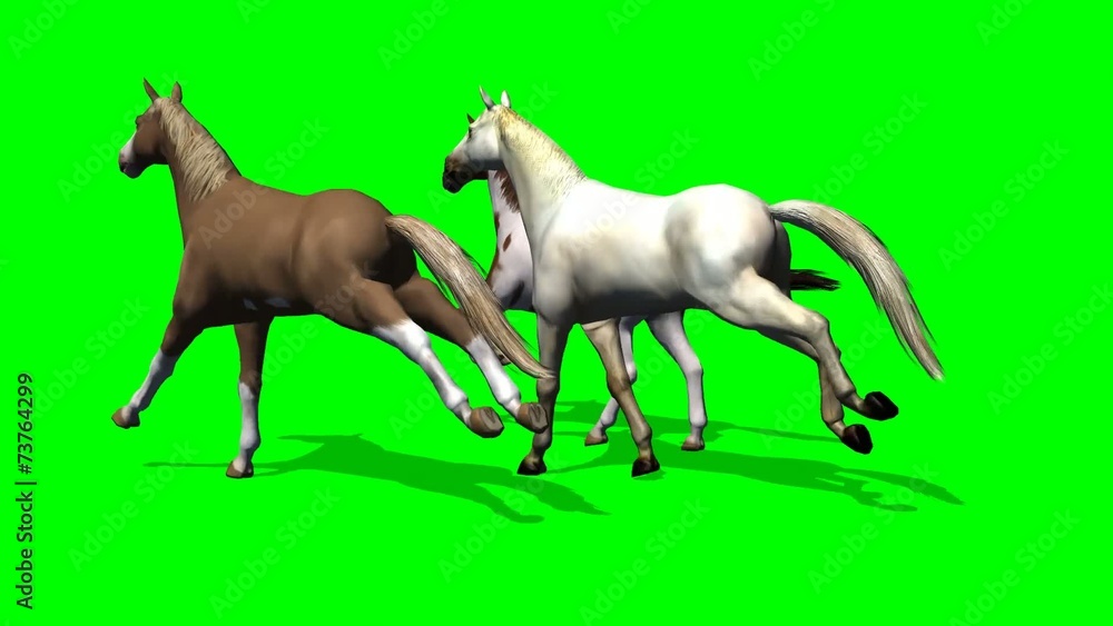 Galloping Horses on green screen - tracking shot Galloping Horses on green screen - tracking shot