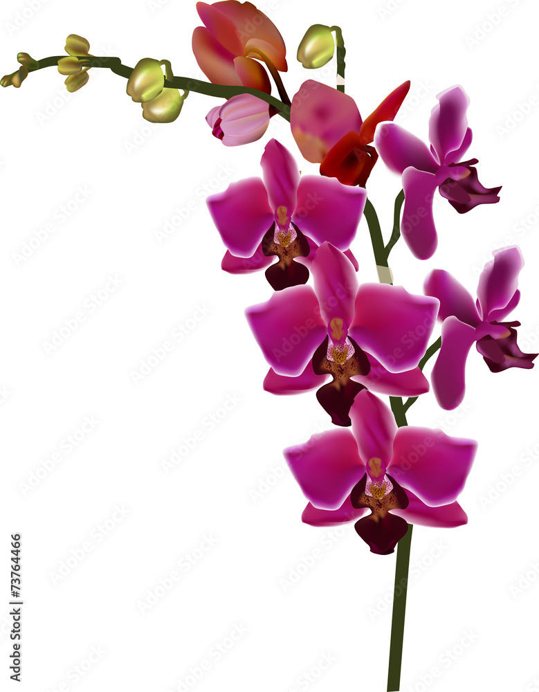 Fototapeta premium pink orchid with light edges isolated on white