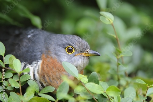  RED CHESTED CUCKOO (Cuculus solitarius) 