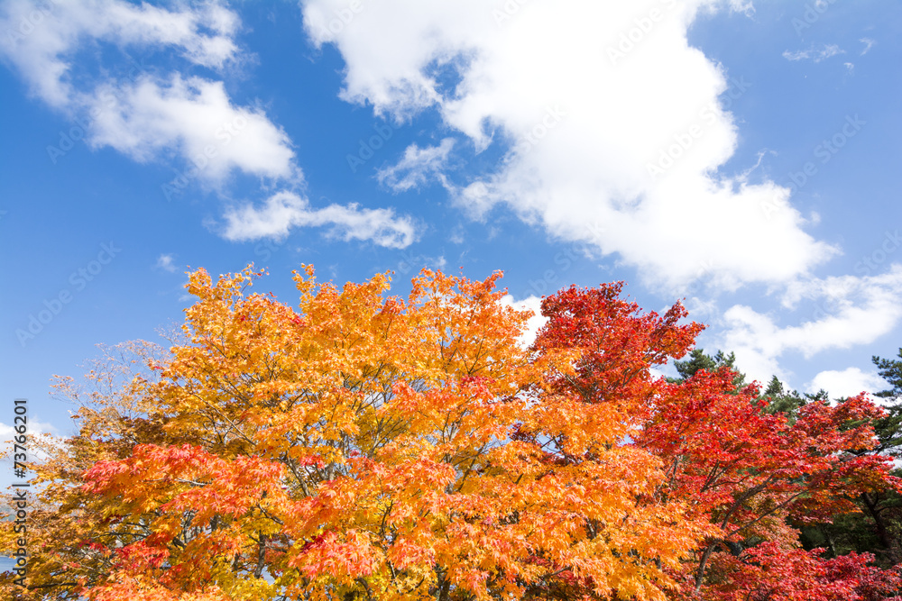 赤とオレンジのオオモミジの紅葉 赤とオレンジのオオモミジの紅葉