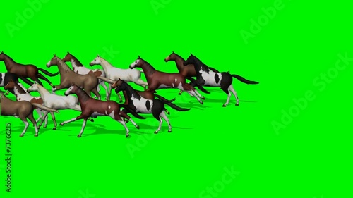 many horses running past - green screen