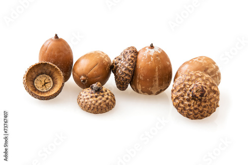 Acorns on a white background photo