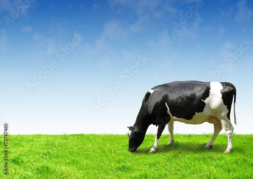 Black and white cow on clean sky and green field eating grass