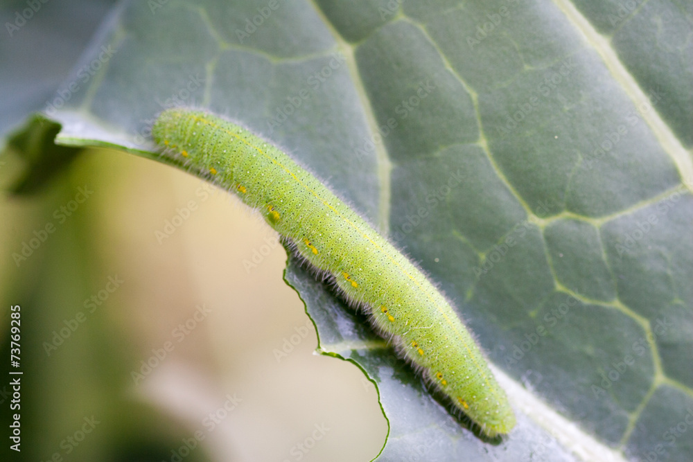 Fototapeta premium Larva of pieris rapae 