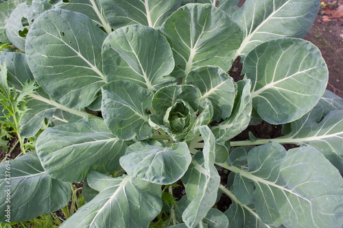 Brassica oleracea also known as brussels sprouts