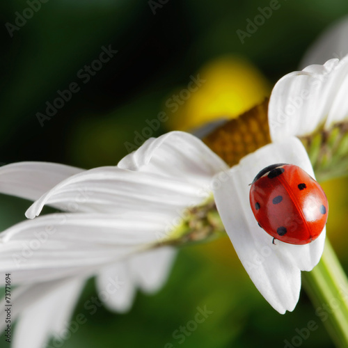 red ladybug on flower petal