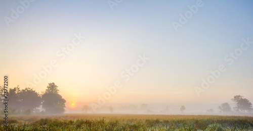 Rice fields in the morning with fog