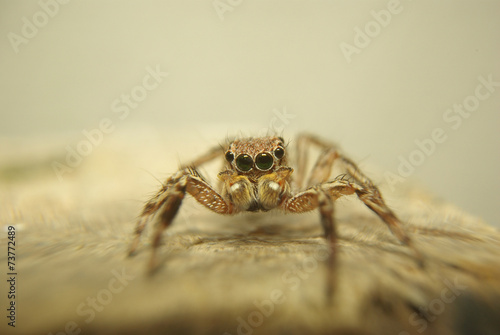 Close up spider