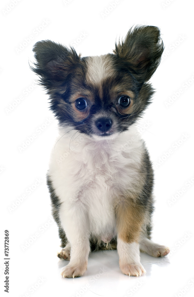 puppy chihuahua puppy chihuahua