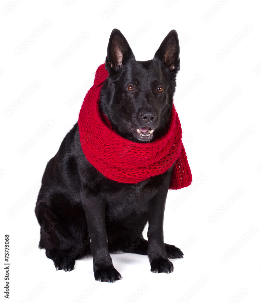 german shepherd in  scarf