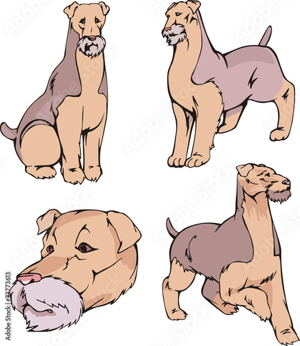 Airedale Terrier dogs