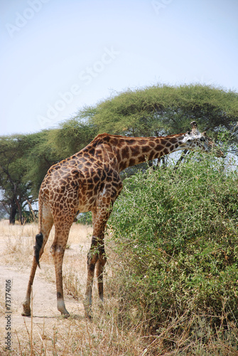 One day of Safari in Ruaha Park in Tanzania-Africa
