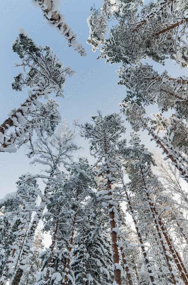 Winter snow covered treetops against the blue sky. Viitna, Eston Winter snow covered treetops against the blue sky. Viitna, Eston